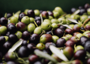 Os projetos ambientais da Olibi provam que é possível produzir produtos de qualidade premium com um profundo respeito ao meio ambiente.