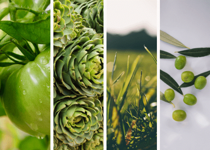 Temos o orgulho de apresentar o Olibi Safra 2024! Esta joia da produção de azeites da Mantiqueira, que encanta os sentidos.