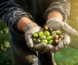 Afinal, você sabe qual é a diferença entre azeitonas verdes e pretas? Então clique já e tire todas as suas dúvidas sobre o tema!