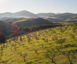 Pensando em fazer uma visita guiada Olibi? Pois entre e descubra mais sobre esse mergulho na produção de azeite em parceria com a natureza.