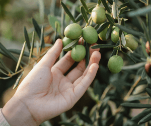 Entenda o que é um azeite com alto teor de polifenóis, se isso traz benefícios para a saúde e como encontrar um azeite deste tipo.