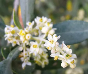 azeitona é fruta ou legume