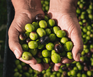 Você conhece o blend de azeitonas que forma a deliciosa composição de sabor, picância, acidez e qualidade do Olibi? Saiba já!