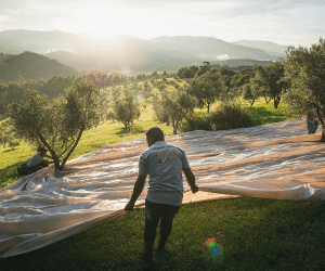 Já no cenário internacional, o Olibi conquistou:GOLD MEDAL EVO IOOC Italy 2024: duas medalhas de ouro, uma para o Olibi Safra 2024 e outra para o Olibi Aromatizado com Limão Siciliano.
SILVER MEDAL LIOOC 2024: medalha de prata na prestigiada London International Olive Oil Competition.