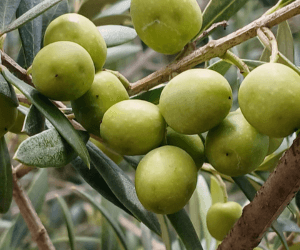 Descubra o que significa um azeite bom, com padrão premium de qualidade e que oferece o melhor em termos de aroma, sabor e saúde para você.