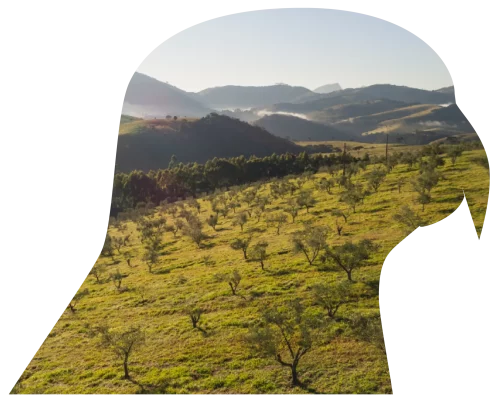 Papagaio-de-peito-roxo